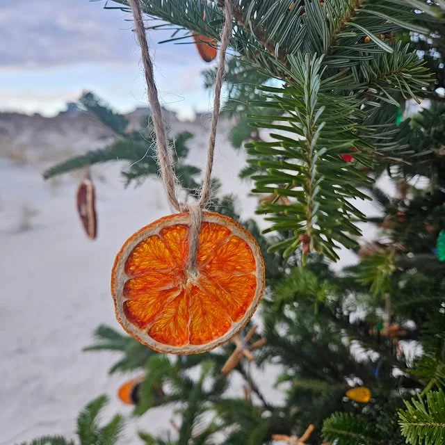 Dried orange slice ornament hanging from an evergreen branch